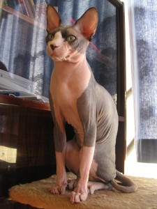 Gato Sphinx