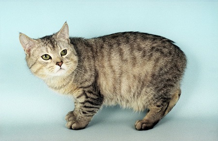 Los sin cola - Gato Manx - WikiGato