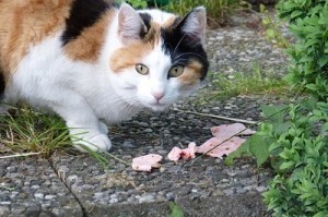 Alimentacion del gato según su edad
