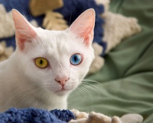 Gato blanco con heterocromía