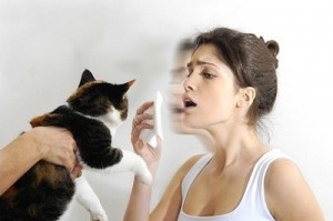 Alergia a los gatos