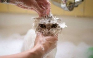 Baño de gato