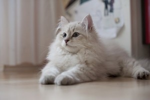 Gatito siberiano