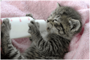 Gatitos lactancia artificial