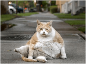 Gato con tendencia a engordar