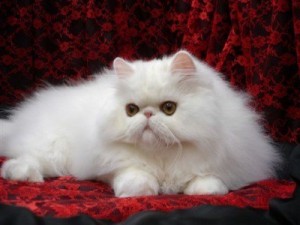 Gato persa