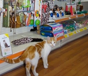 Gato en tienda de animales II