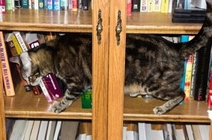 Gato en librería