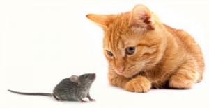 Gato y ratón
