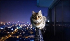 Gato en balcón