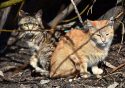 legislación en España gatos callejeros