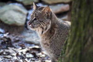 gato montés