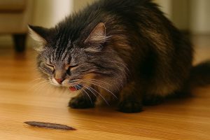 Gato vomitando bolas de pelo